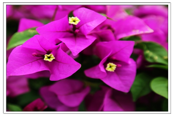 想要三角梅再次开花，给它喝点营养水，保证花开爆满盆