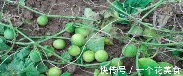 马泡瓜|这种野果被称为“酒精克星”，农村很多却无人问津不知道太可惜！