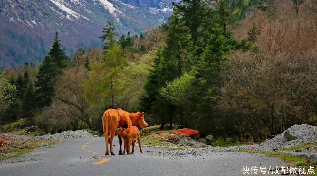 名县|「走进天府旅游名县」五月，又见凉台沟