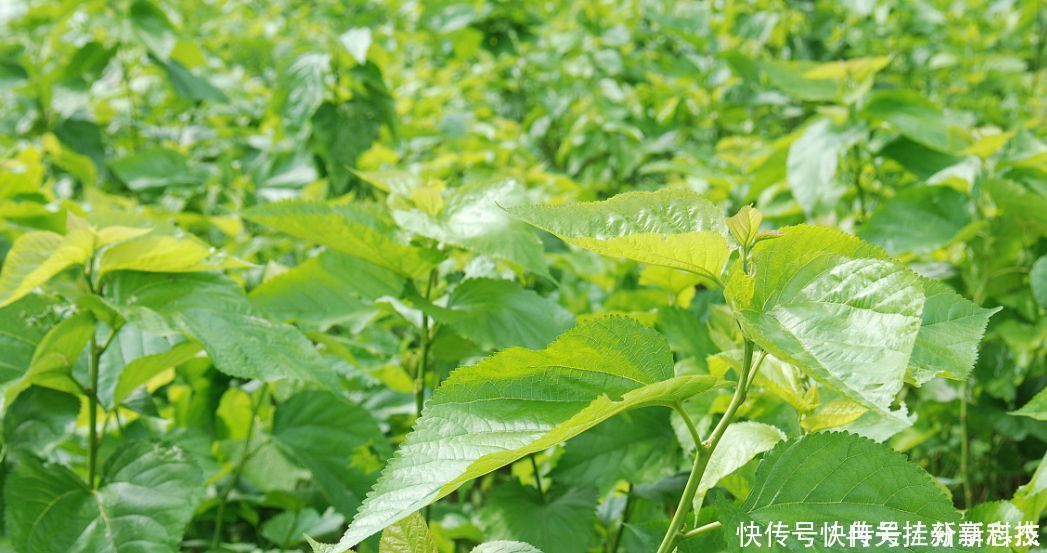管住|糖尿病的“祸根”找到了,别再冤枉甜食了,这3物劝你快管住嘴