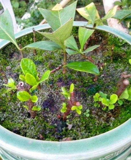 入冬后,这“3种”花不用买用1个“套路”,不花钱就能带回家