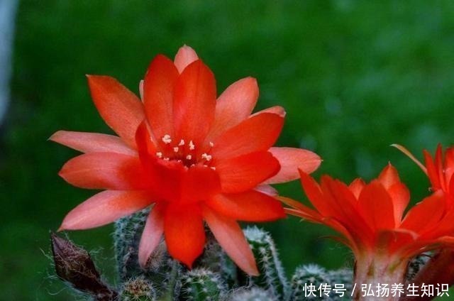 茉莉花|什么样的人就喜欢什么样的花,这几种花家里养,那就是怎么样的人!