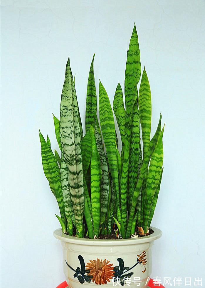 这个4原因让虎皮兰叶子变软，一波反向操作，恢复虎虎生威
