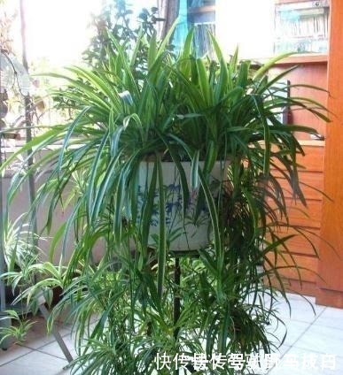 啤酒水|别用淘米水浇花了,此2种水,比淘米水强1倍,啥花都能用!