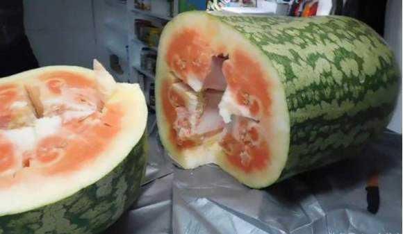 切开|世界上最大的西瓜,300多斤跟猪有的一拼,切开一看却傻眼了