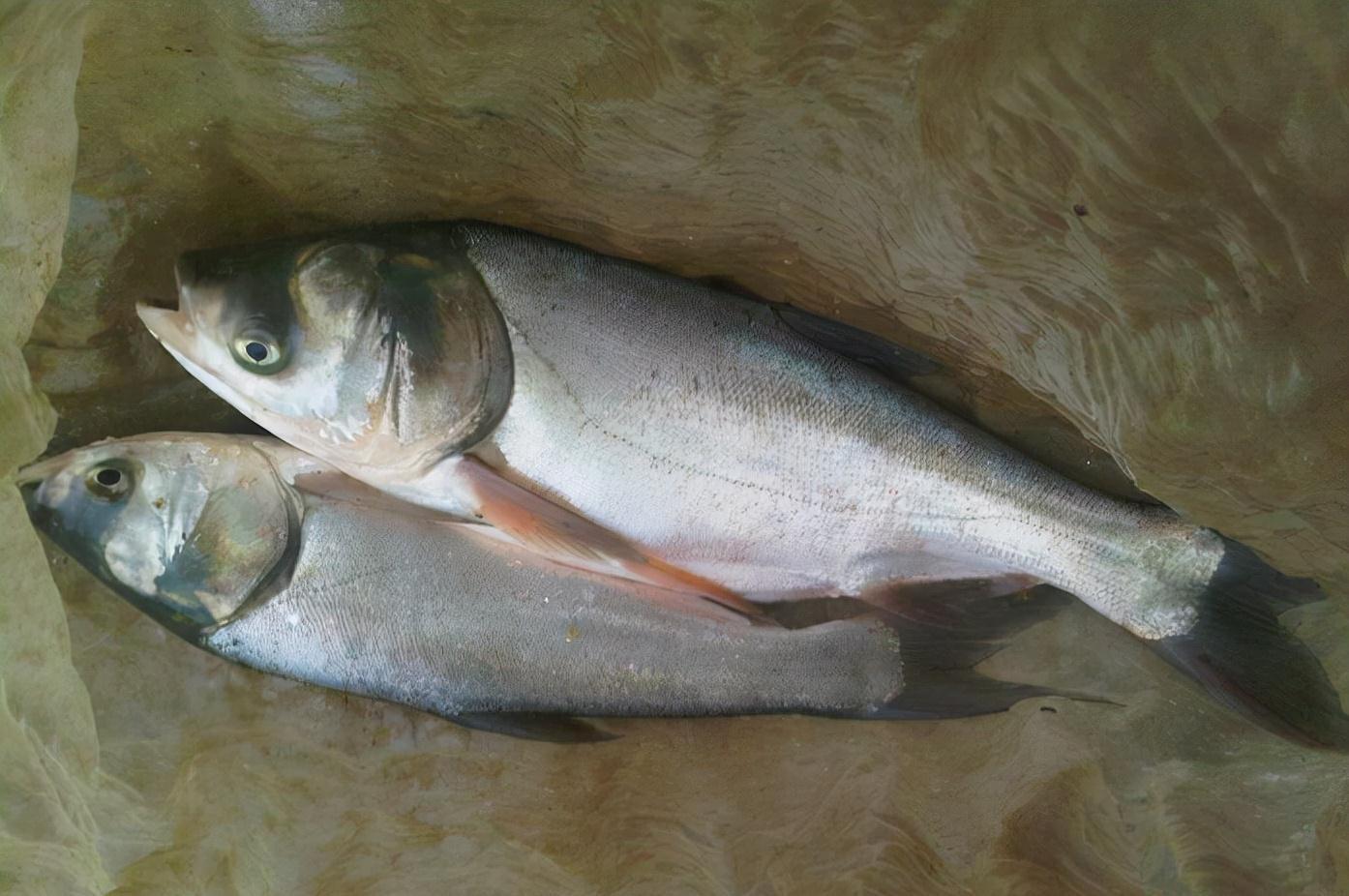 五至八度的冬天,到底还能不能钓到鲢鳙