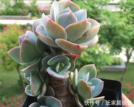 多肉|这些多肉真霸气,长势旺小盆装不下,易度夏越养越值钱