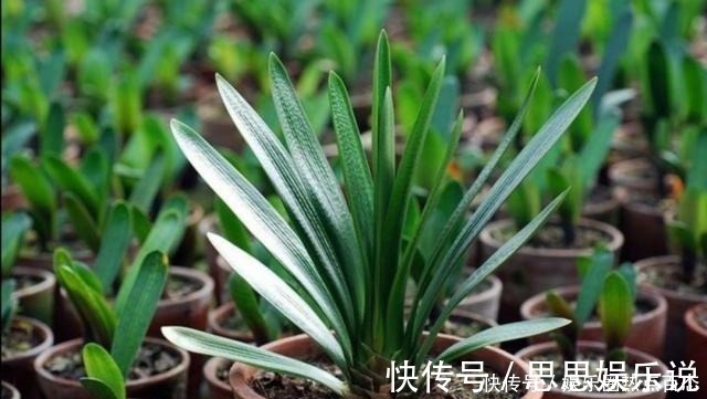 浇水|君子兰马上进入花芽分化期,做好4个细节,才能顺利开花!