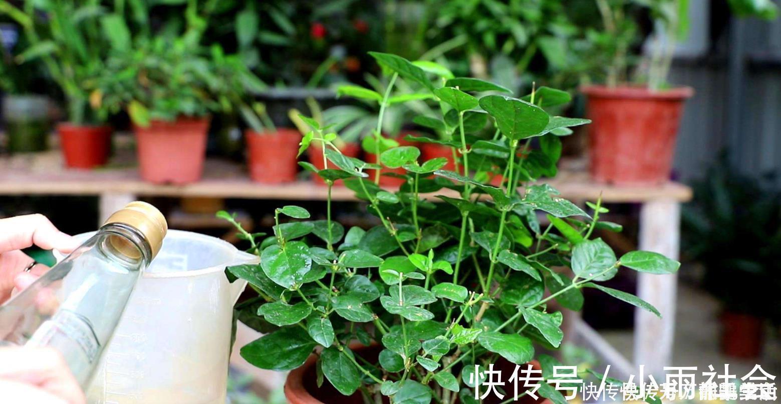 硫酸亚铁|盆栽花都怕“碱性”,养花学会2个技巧,土壤呈酸性,叶绿开花多