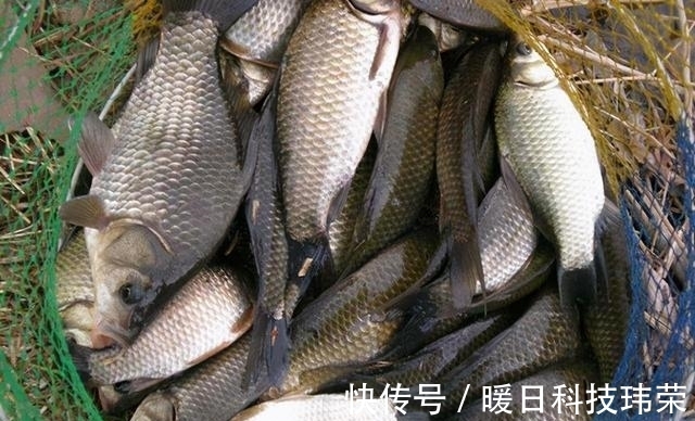 截口|有口提竿空口无鱼,这三个招数,空竿马上变实口