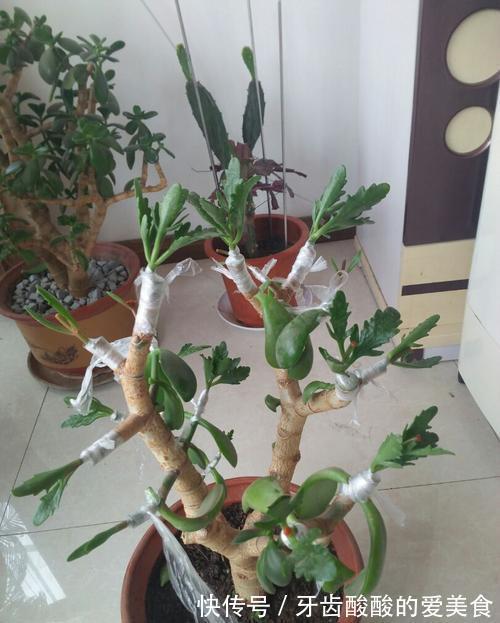 玉树嫁接长寿花，1树开3色，谁见谁喜欢