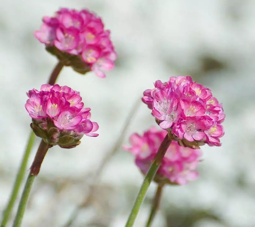 海 石 竹 花