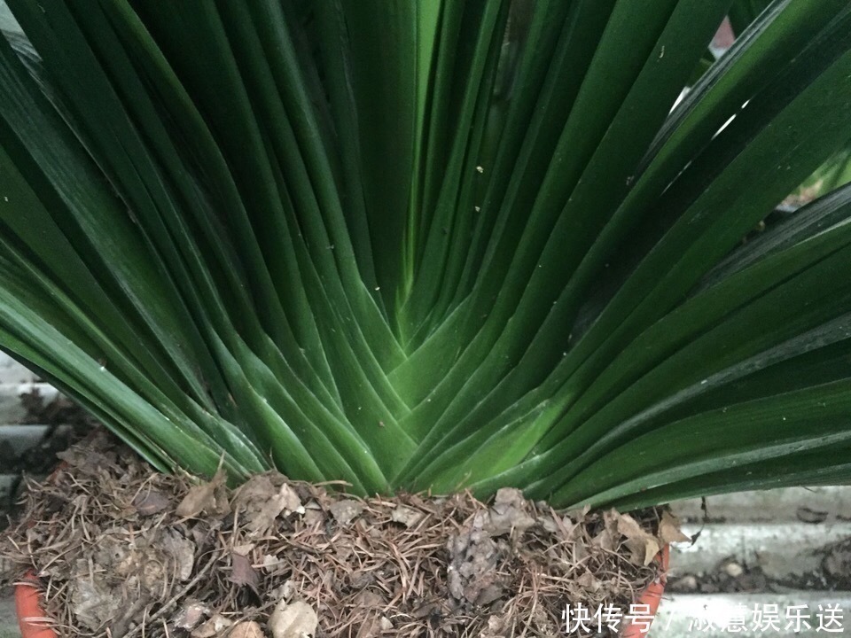 油渣|君子兰吃点“大补肥”,蹭蹭直冒“网格叶”,根系就像大白菜