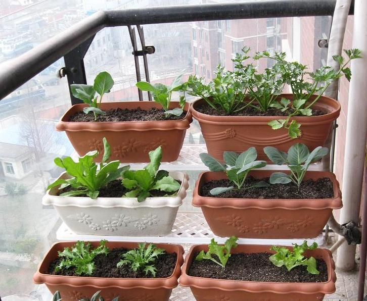 养花种草、培育果蔬，准备上植物通用缓释肥，更长肥效更安全