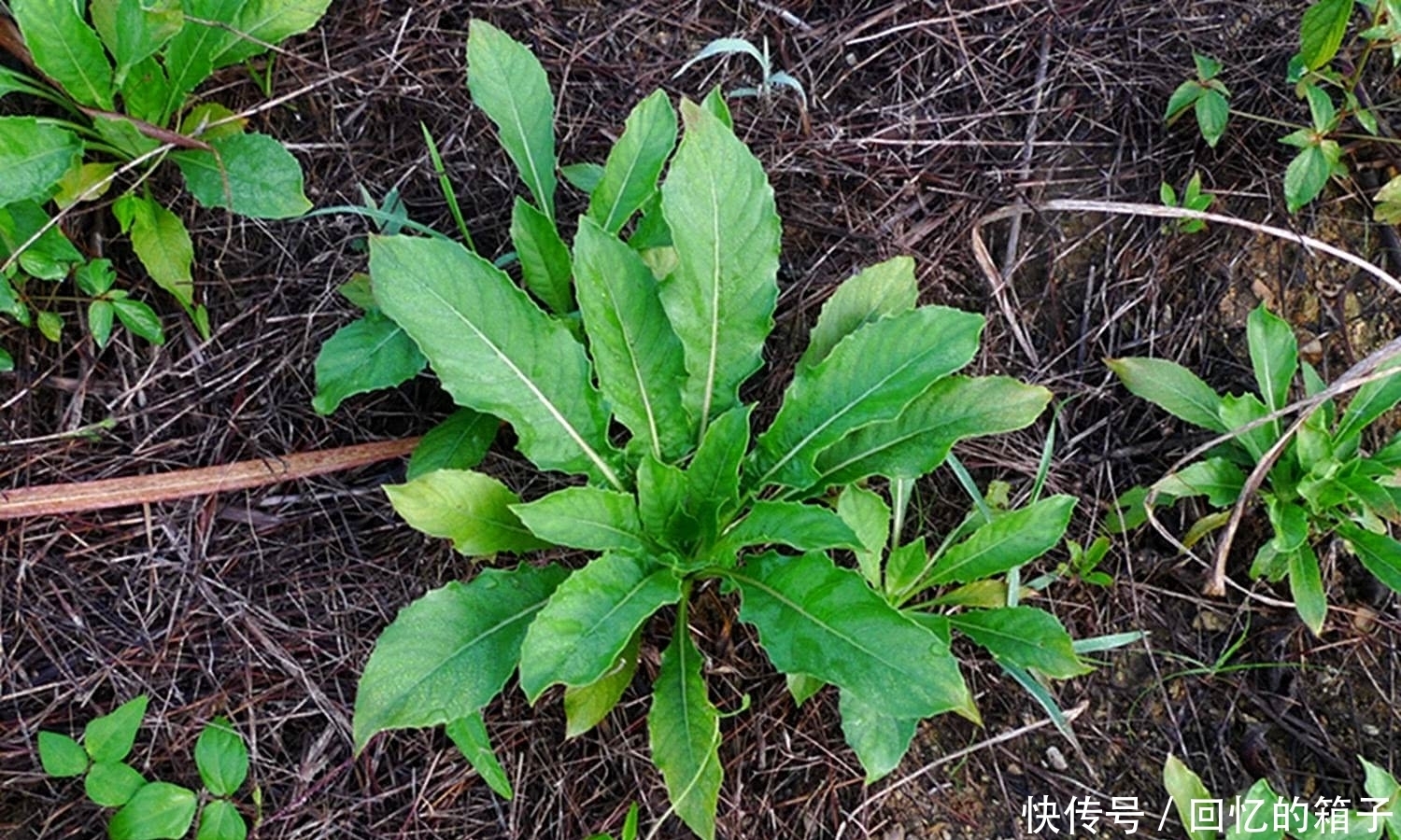 价值|一到晚上就开花,果实酷似芝麻,价值很珍贵,是民间祛风湿良药