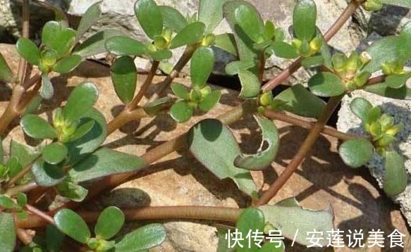 银屑病|酒泡马齿笕,白发变黑发,巧治4种“常见病”,聪明人早就学会了