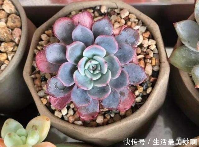 夏天养多肉,浇水是难题,掌握几个“小技巧”,安全度夏!