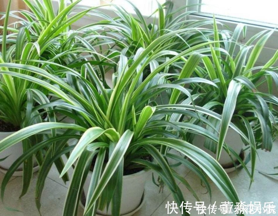 心叶日中花|4种花都叫吊兰,形态各不相同,你喜欢养哪一种呢?