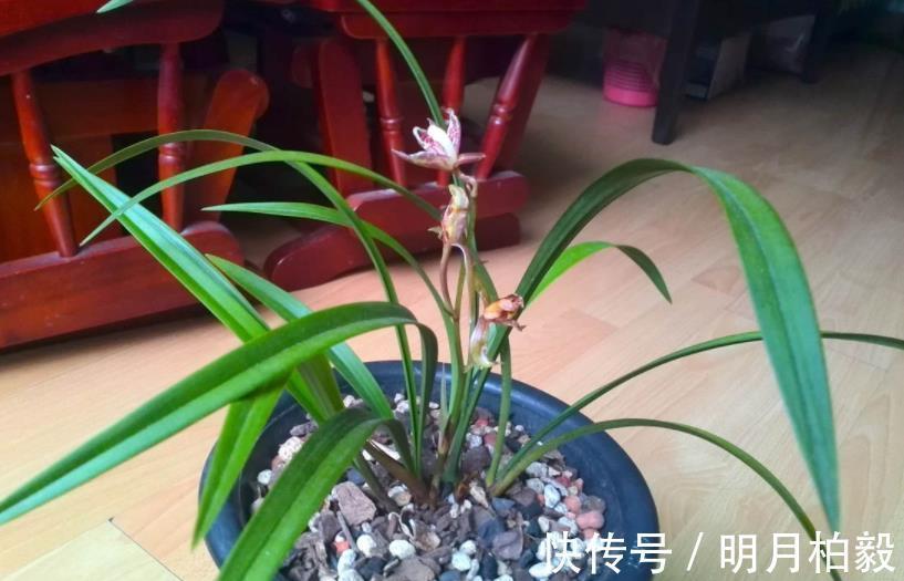 兰花界|兰花界的“奇葩”红贵妃，堪称盆栽佳品，养1盆四季开花