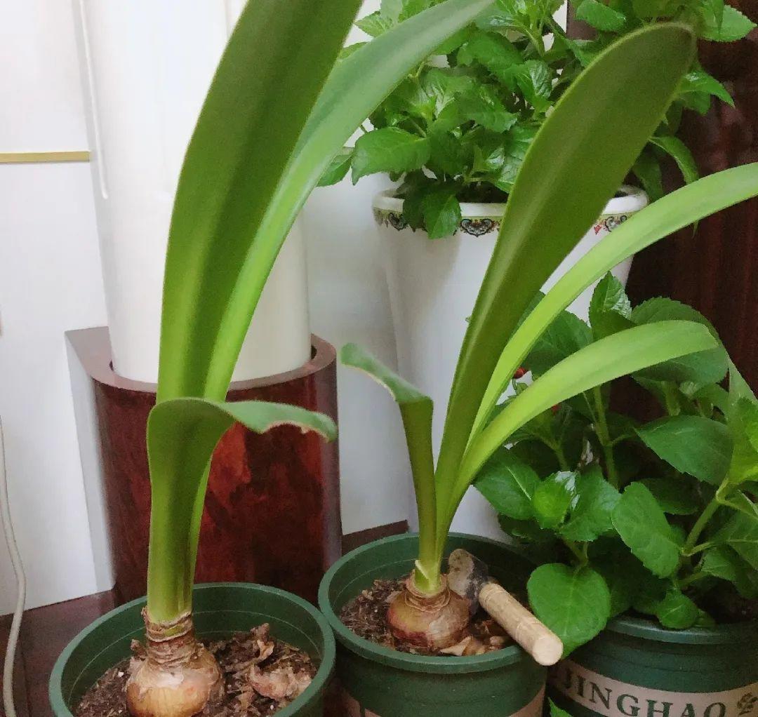 叶子|20种花，天凉了赶紧剪，来年开花有多又艳！