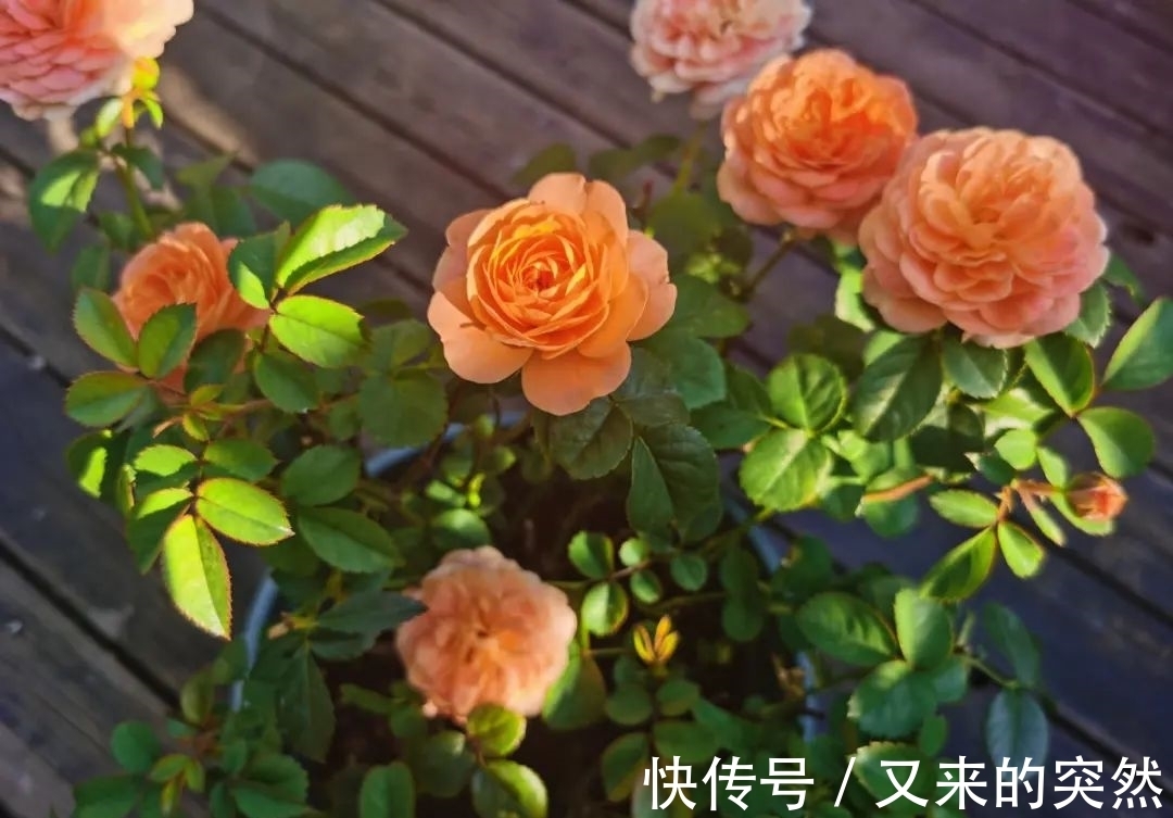 入冬修剪,这9种花,剪错不开花、杆子会枯死