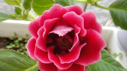  花美赛|4款花又美又香，好养易管理，花美赛牡丹，年年复花，是盆栽佳物