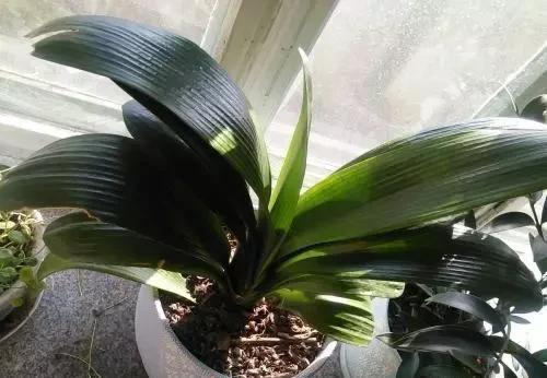 仙客来|这“5种花”,别喷水到叶子上,要不马上“死给你看”,就是任性