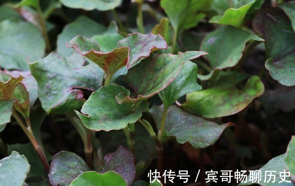 延缓衰老|此种野菜，清除体内垃圾，润肺止咳、延缓衰老，谁食谁年轻