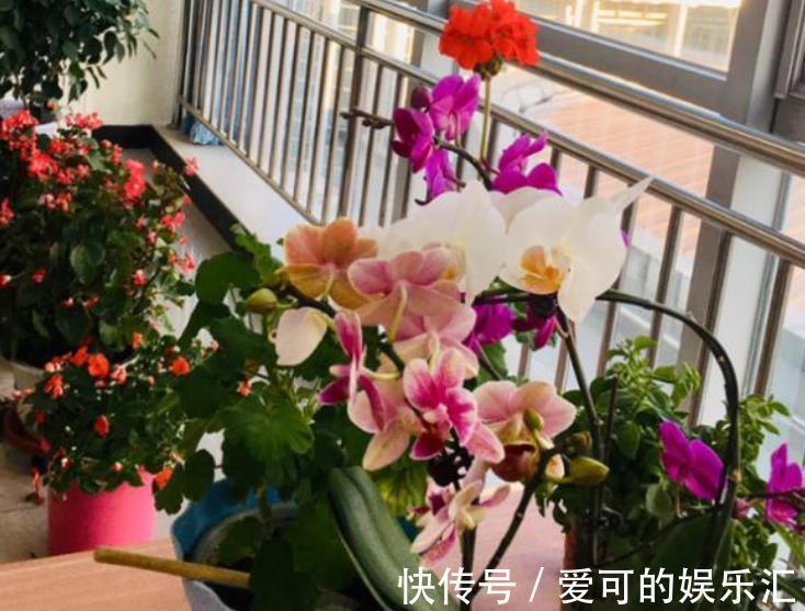 首次养花,教你几个实用小技巧,花花长势好,越养越有趣