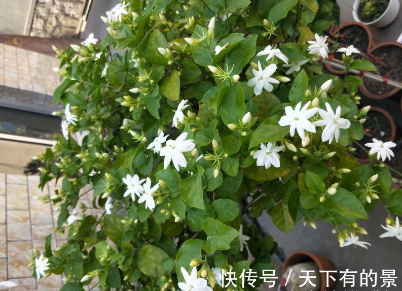 秘诀|养茉莉,在大水大肥大太阳之前,还有3个先决条件,和1个补充