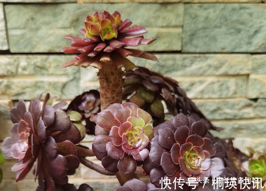 之前冻伤的多肉法师只剩下光杆子,现在给它重新换盆能活过来吗