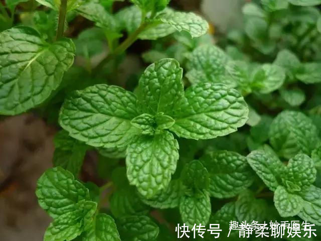 香椿|蒲公英、香椿、榆树钱、白蒿……一种野菜治一种病