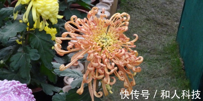 喜欢菊花,不如养盆“珍品名菊”金龙腾飞,似蛟龙飞舞,飘逸洒脱
