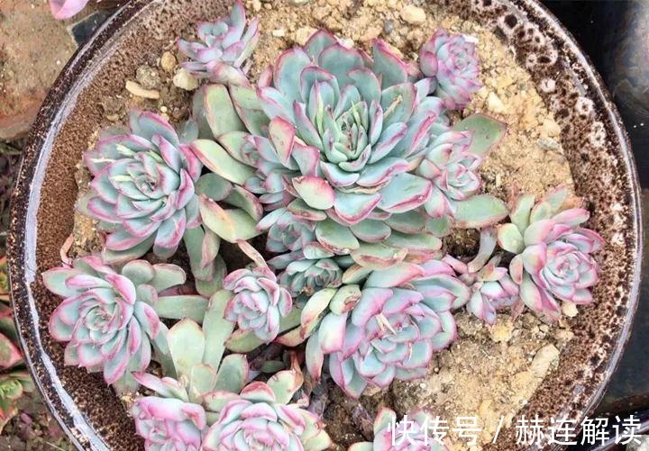 艾伦|姐姐养了9年的多肉,没有买肥就用它,个个长成精!