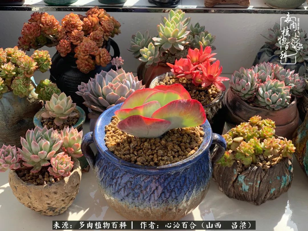 夏季的多肉,绿色才是主色调!努力呵护,期待绽放的那一刻!