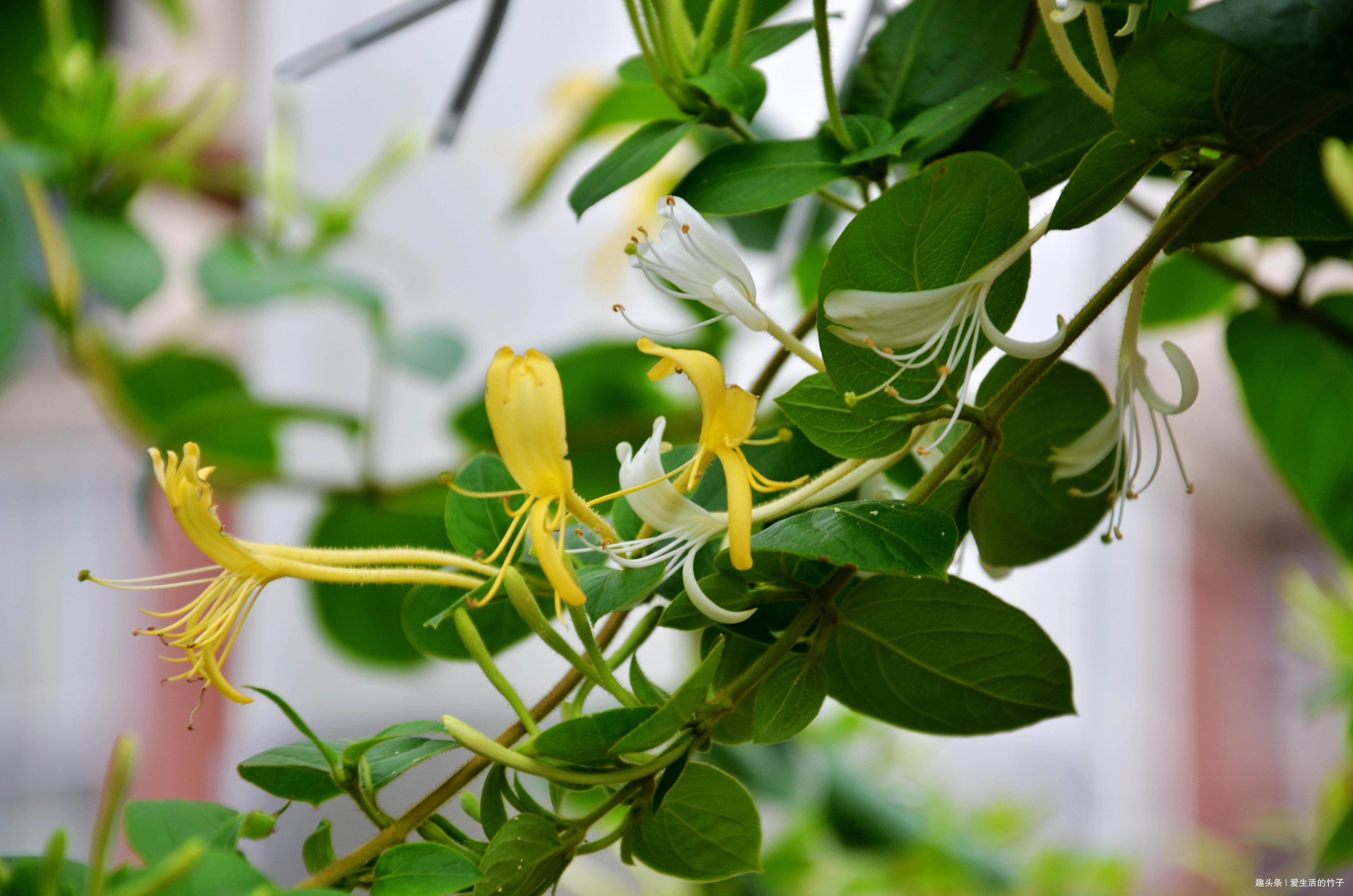 金银花和山银花的区别,认识一下,根据需要,可以区分就好