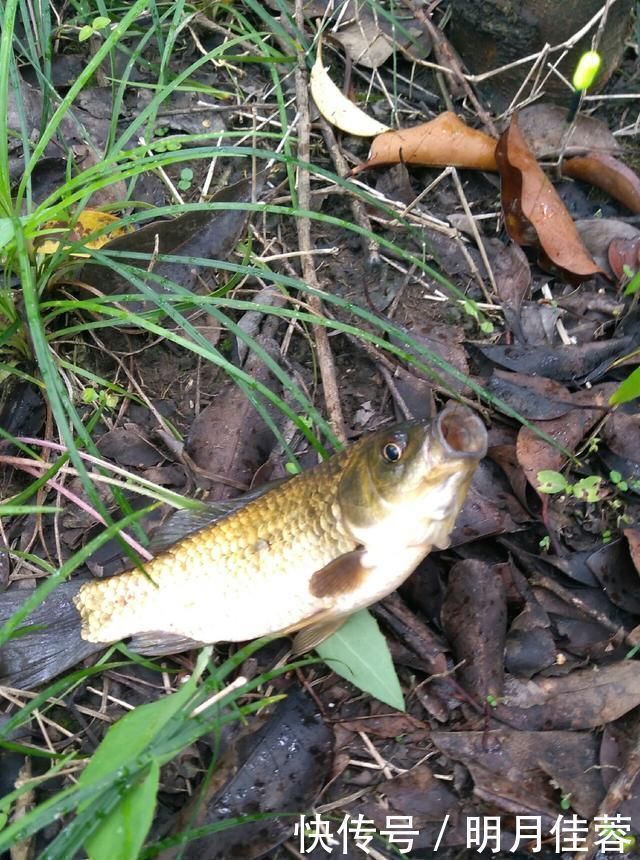 西南风|野钓小技巧浮漂做一个小改动,惊鱼几率大降