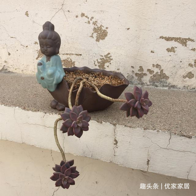 白牡丹|公认的叶插能力很强的10种多肉,新手放心养,轻松变成多肉大户