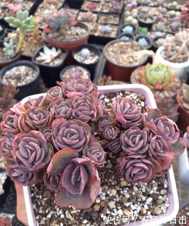 最受欢迎的六种多肉，看看你家养了几种