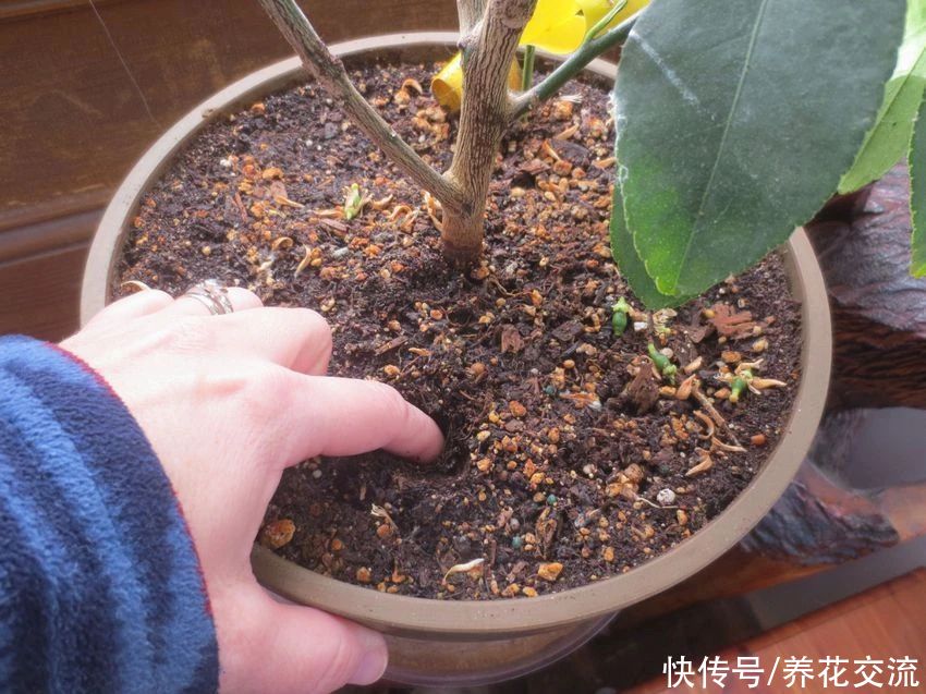  花盆|土壤结块，土面泛白，难怪植物会叶黄枯萎，教你一招轻松解决