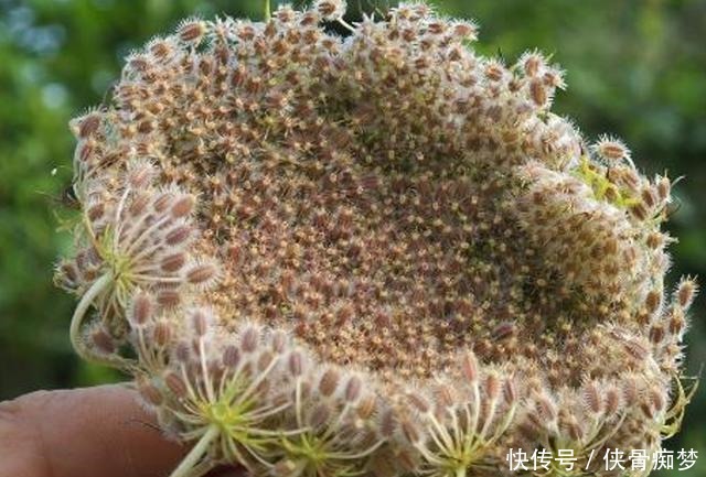 蛇床|如果它刚好长在你家地旁,请记得采摘草籽,有价值,并且很珍贵