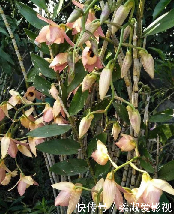 门前石头上长了一丛草,朋友出1000元来买,开起花来真漂亮!