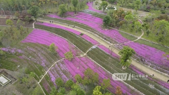 惊艳！2万平方米！100万株！就在杭州这里↘