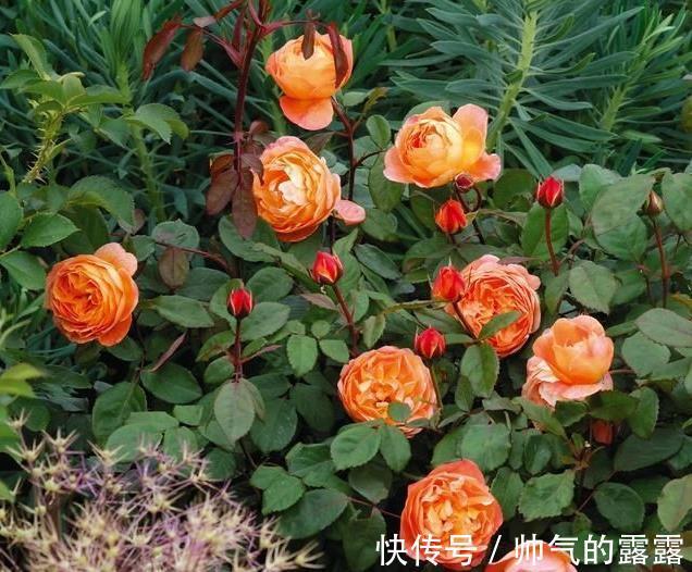 当下月季花管理,“三害一肥”是重点