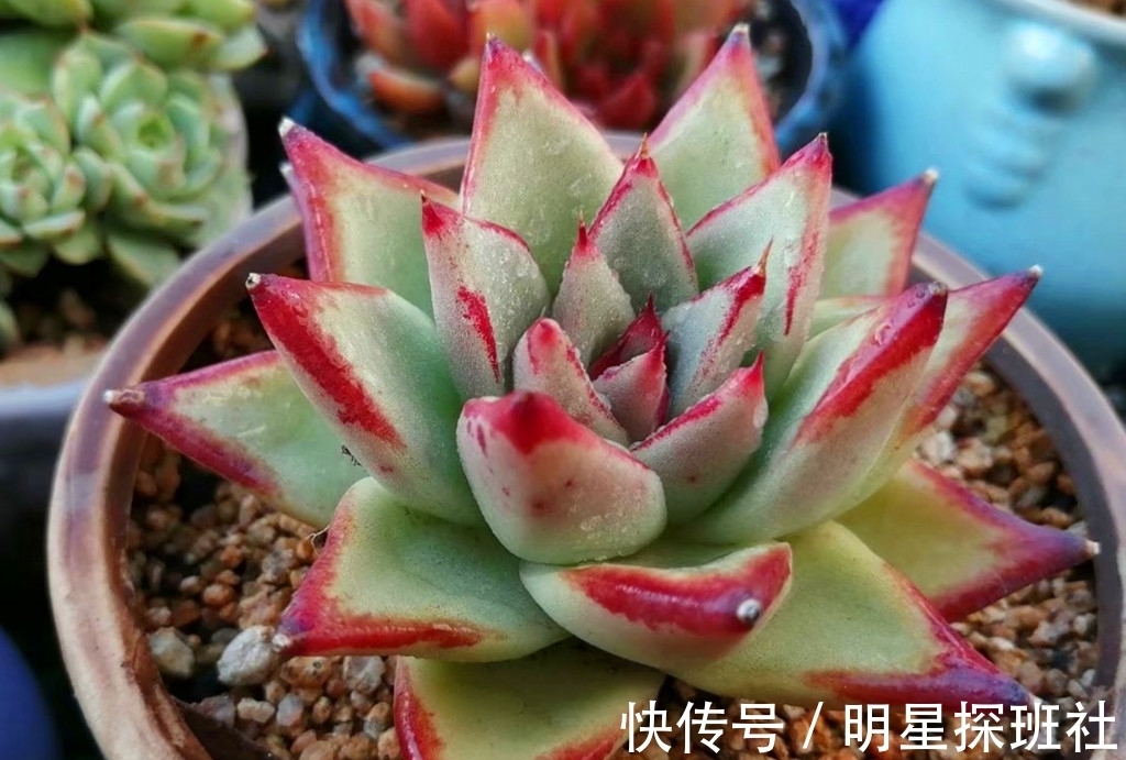 蓝豆|6种多肉秋天施点肥，爆头又上色，但有两类多肉秋天也不适合施肥