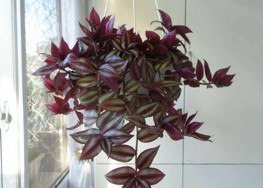 4种花,可以悬挂起来养,轻松打造出别致阳台