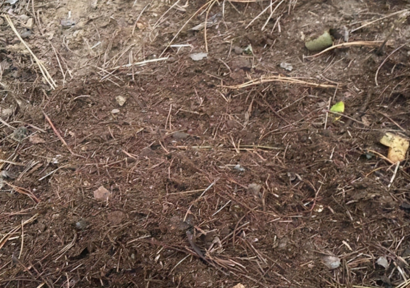 野外随便捡回家的松针，需要经过哪些“加工”才能养花补肥