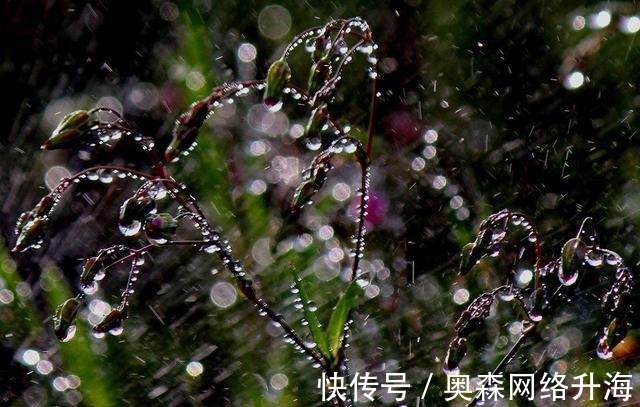 金璋|精选十二首带雨露的古诗词, 美到心醉, 分享