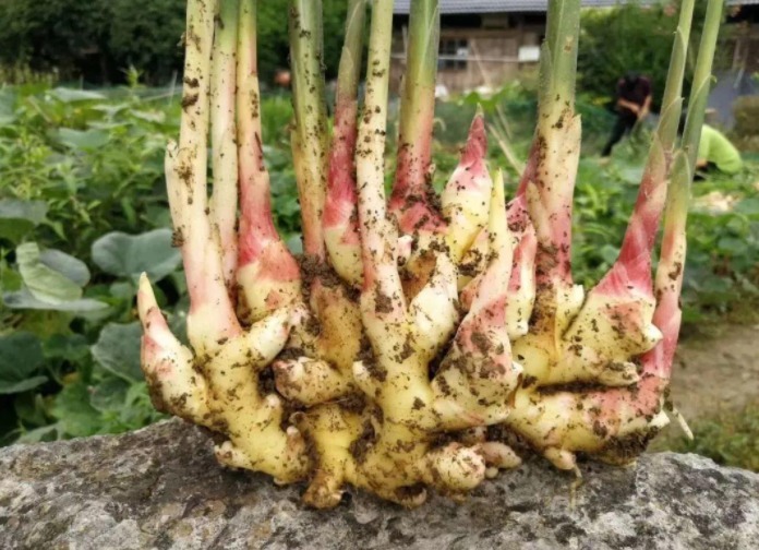 阳台|阳台盆栽生姜,简单4步走,叶绿当花赏,不用再去买,自给自足