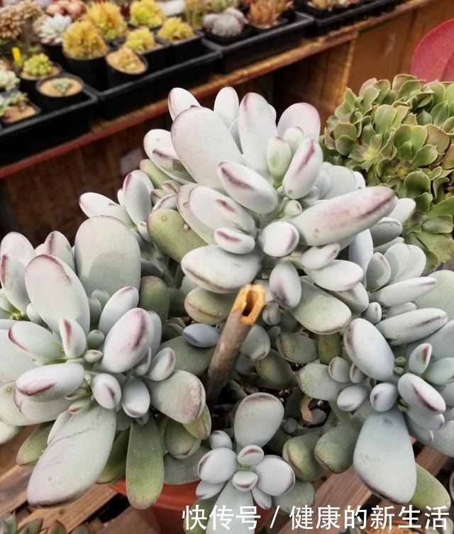 春天养多肉，半个月就变成“胖墩子”，叶子又肥又圆！